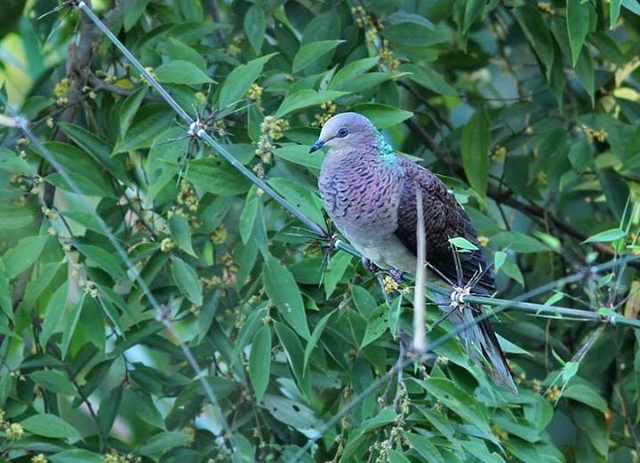 barred cuckoo dove